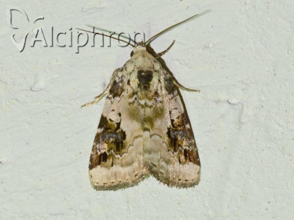 Pseudeustrotia candidula