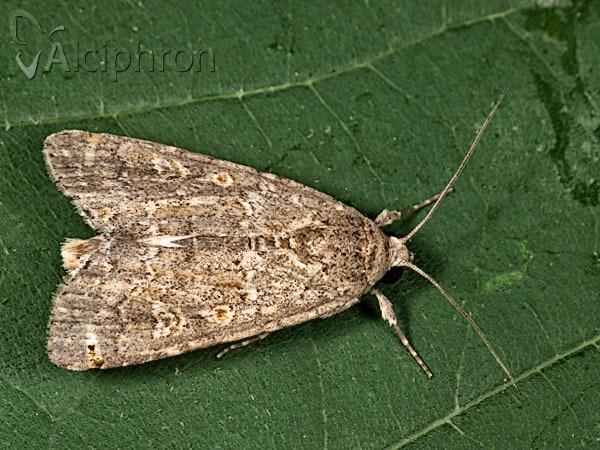 Spodoptera exigua