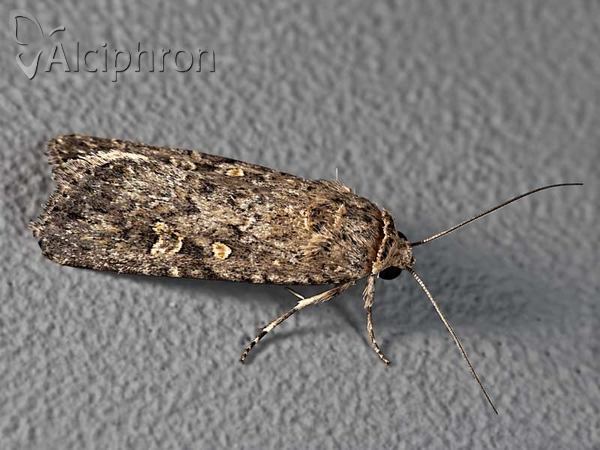 Spodoptera exigua