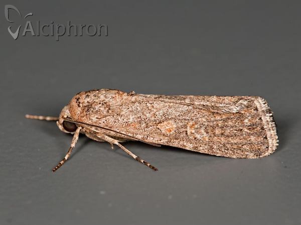 Spodoptera exigua