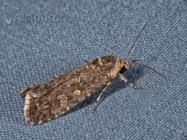 Spodoptera exigua