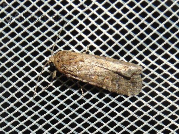 Spodoptera exigua