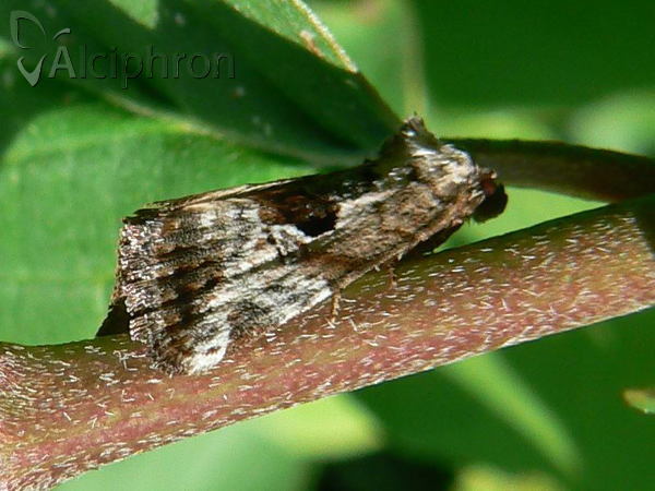 Elaphria venustula