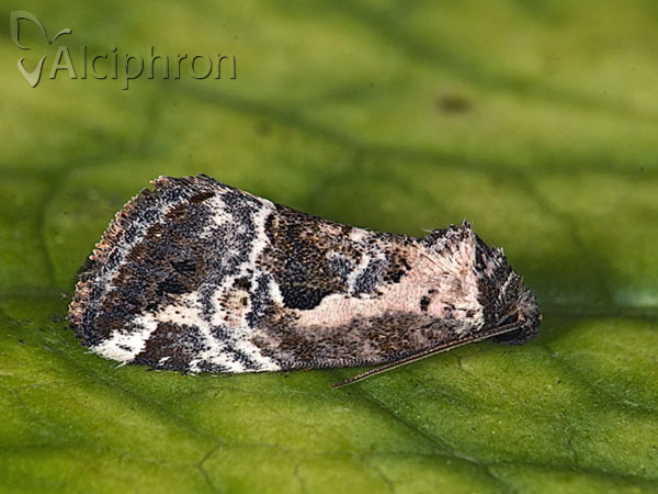 Elaphria venustula