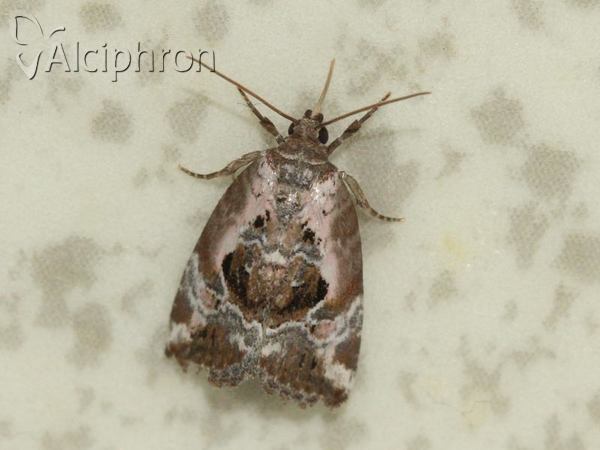 Elaphria venustula