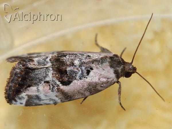 Elaphria venustula