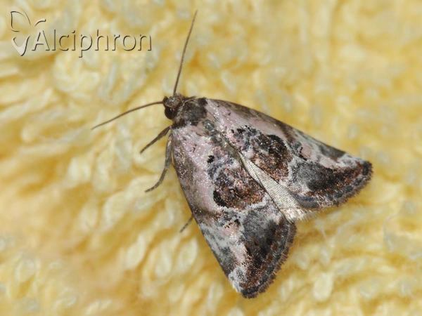 Elaphria venustula