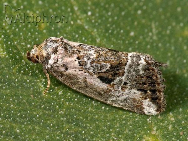 Elaphria venustula