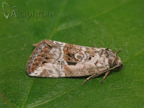 Elaphria venustula