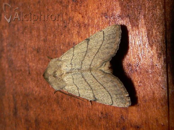 Charanyca trigrammica