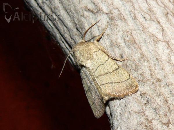 Charanyca trigrammica