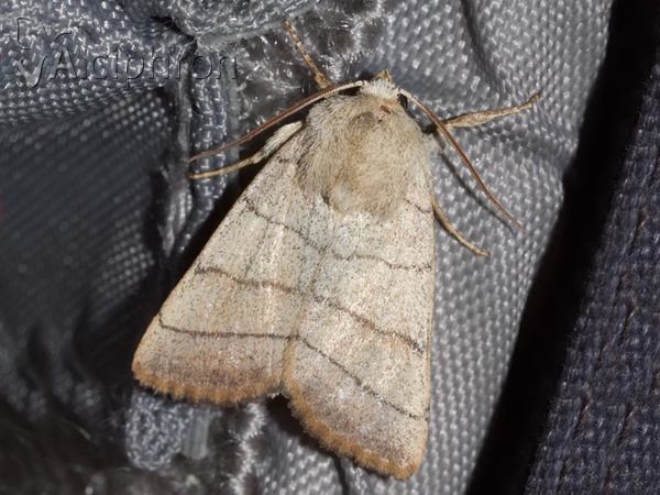 Charanyca trigrammica