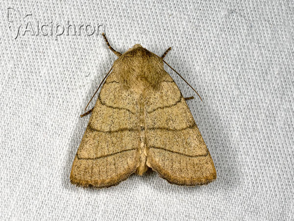 Charanyca trigrammica
