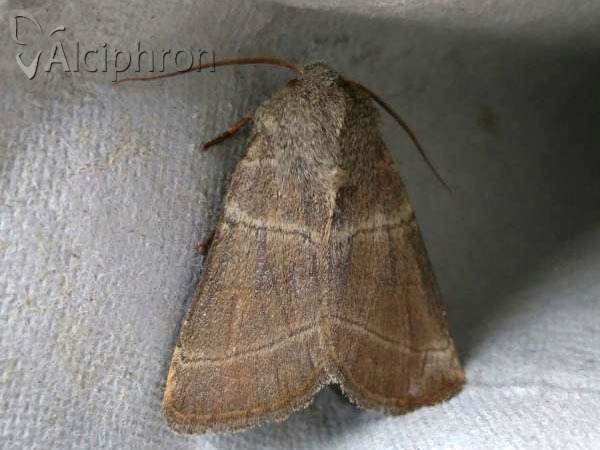 Charanyca trigrammica