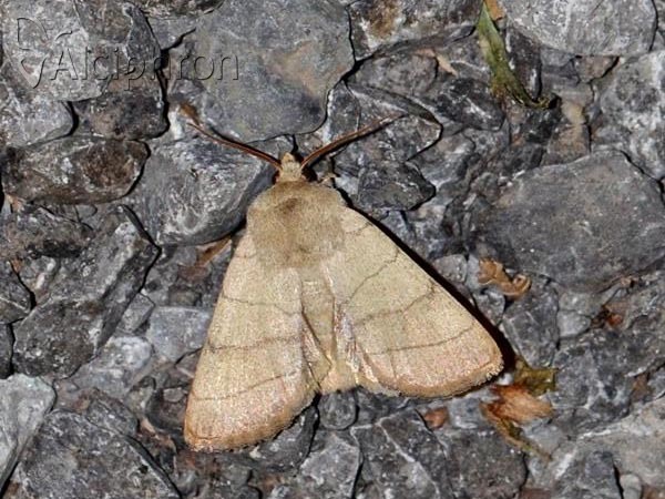 Charanyca trigrammica