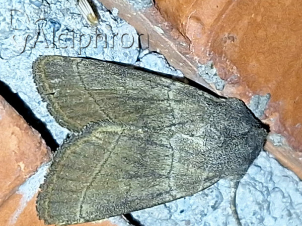 Charanyca trigrammica