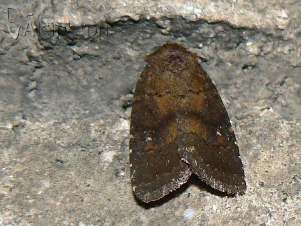 Charanyca ferruginea