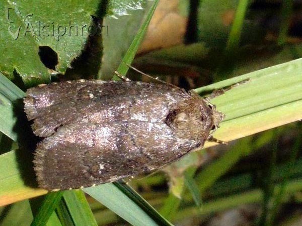 Charanyca ferruginea