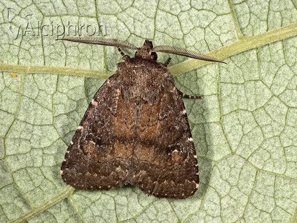 Charanyca ferruginea