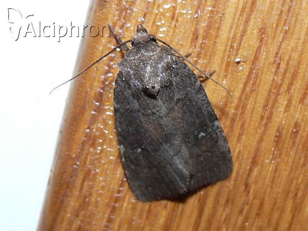 Charanyca ferruginea