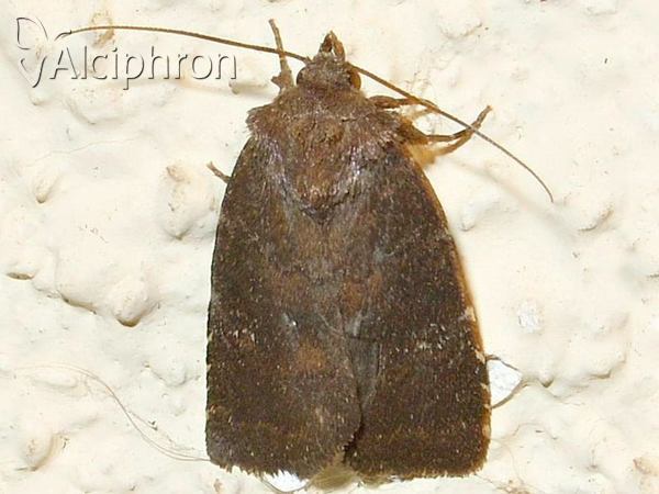 Charanyca ferruginea
