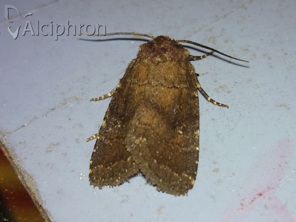 Charanyca ferruginea