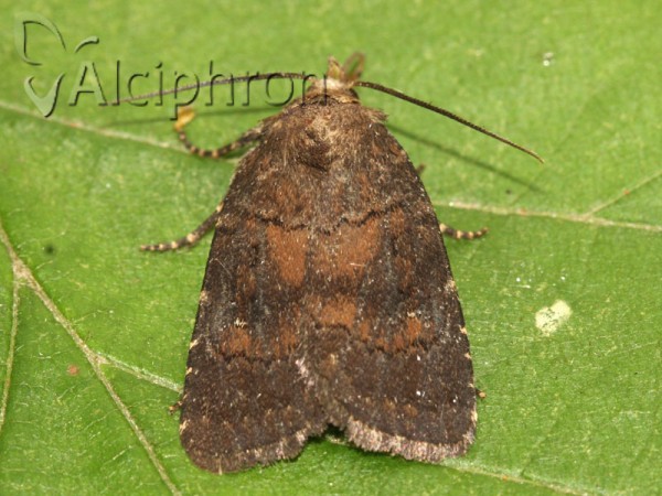 Charanyca ferruginea