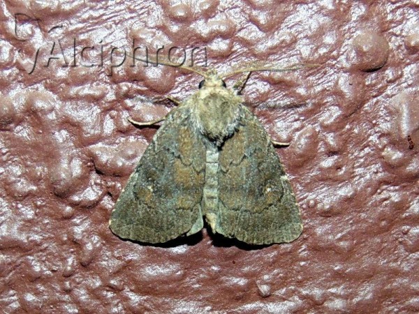 Charanyca ferruginea