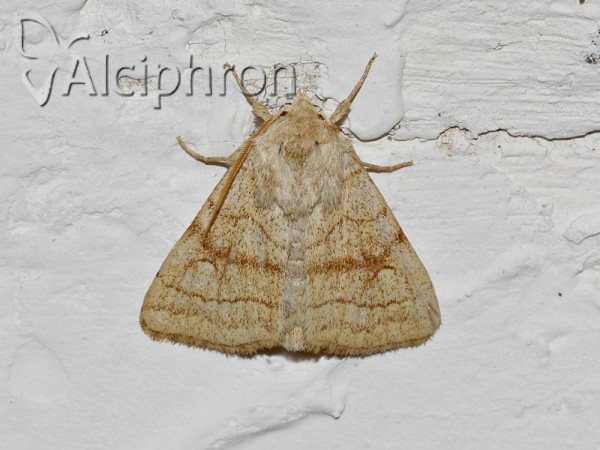 Charanyca apfelbecki