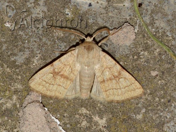 Charanyca apfelbecki