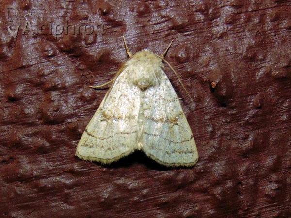 Charanyca apfelbecki