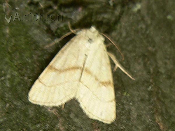 Charanyca apfelbecki