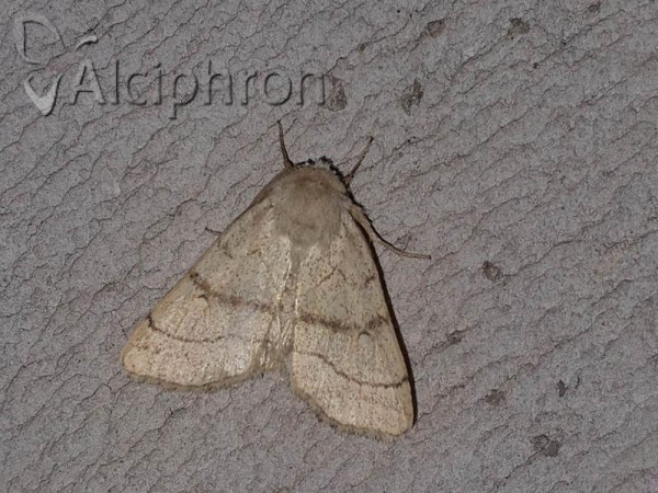 Charanyca apfelbecki