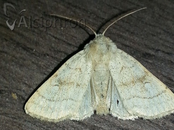 Charanyca apfelbecki