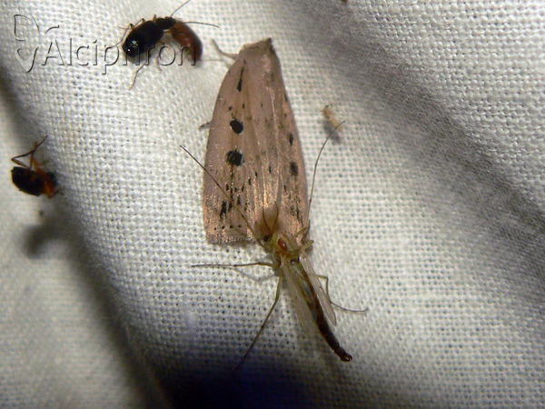 Chilodes maritima