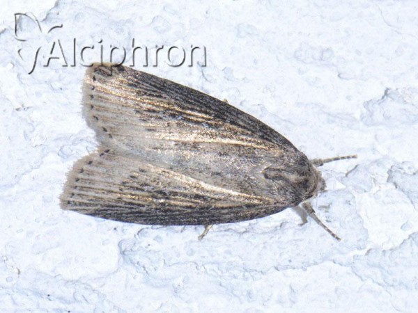 Chilodes maritima