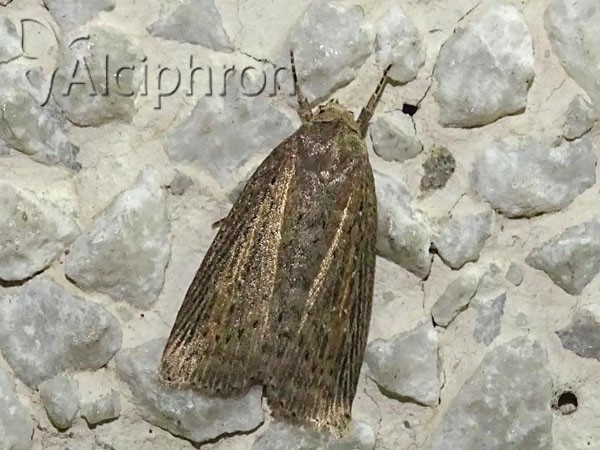 Chilodes maritima