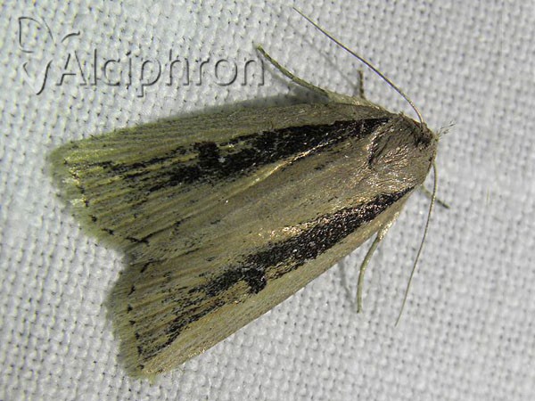 Chilodes maritima