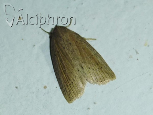 Chilodes maritima