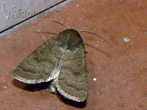 Hoplodrina octogenaria