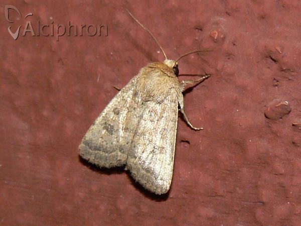 Hoplodrina octogenaria
