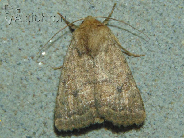 Hoplodrina octogenaria