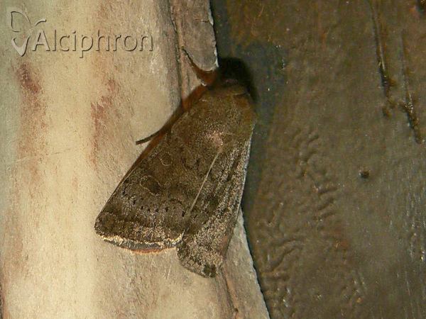 Hoplodrina octogenaria