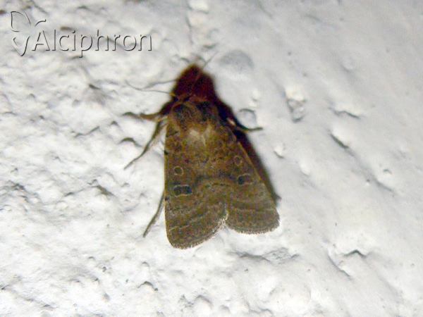 Hoplodrina octogenaria