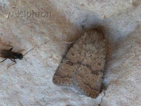 Hoplodrina octogenaria