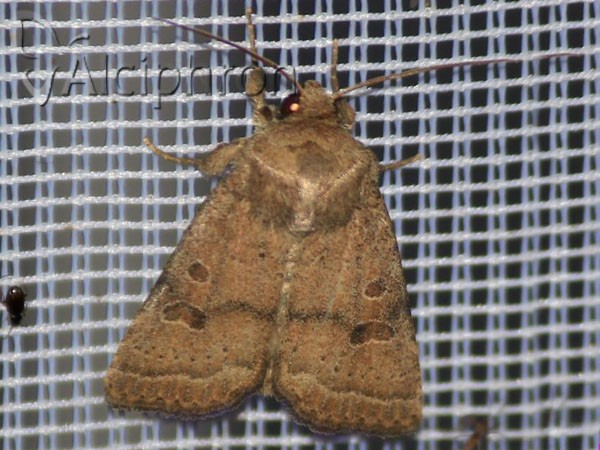 Hoplodrina octogenaria
