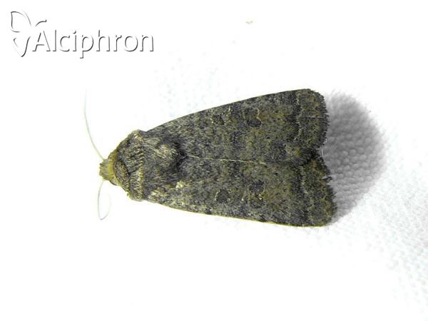 Hoplodrina blanda