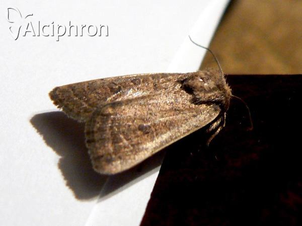 Hoplodrina blanda