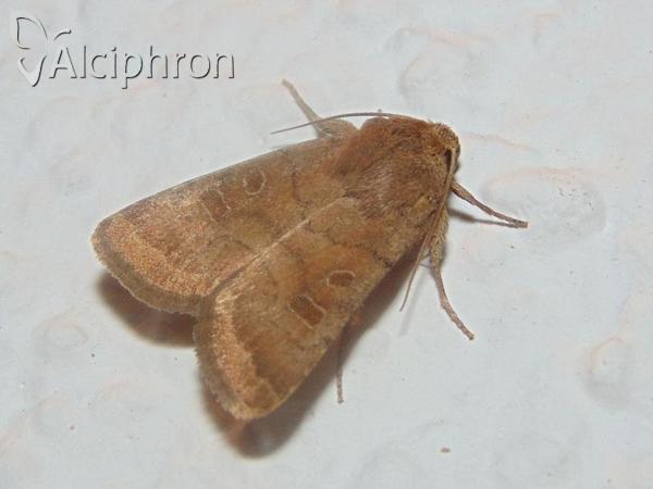 Hoplodrina blanda
