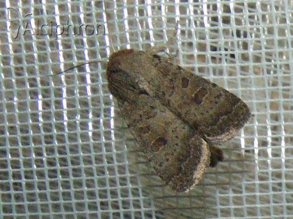 Hoplodrina blanda